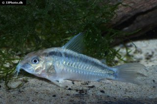 Hoplisoma urucu
