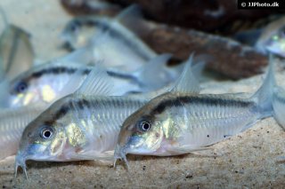 Hoplisoma urucu