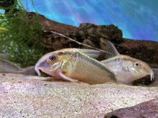 Hoplisoma urucu