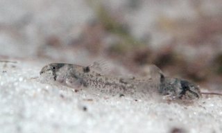 Hoplisoma weitzmani