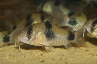 Hoplisoma weitzmani