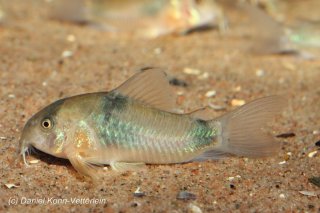 Hoplisoma weitzmani