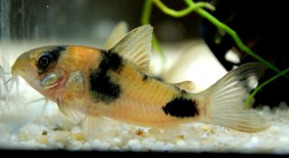 Hoplisoma weitzmani