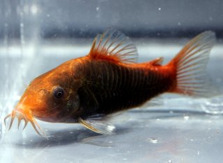 Osteogaster hephaestus
