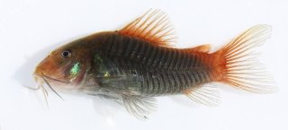 Osteogaster hephaestus