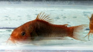 Osteogaster hephaestus