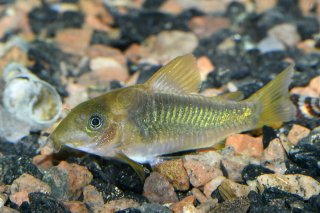Osteogaster melanotaenia