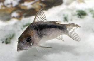 Osteogaster rabauti