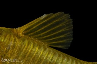 Osteogaster sp. (Cw009)