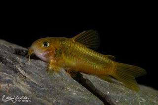 Osteogaster sp. (Cw009)