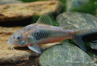 Osteogaster sp. (Cw041)