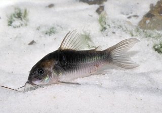 Osteogaster sp. (Cw041)