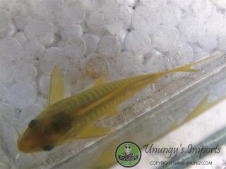 Osteogaster sp. (Cw078)