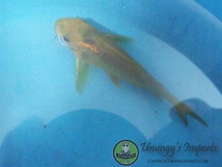 Osteogaster sp. (Cw078)