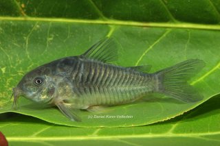 Osteogaster sp. (Cw093)
