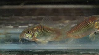 Osteogaster sp. (Cw093)