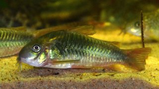 Osteogaster sp. (Cw139)