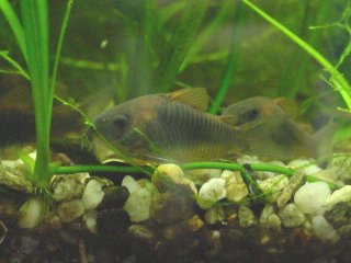 Osteogaster sp. `LLANOS`