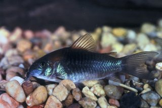 Osteogaster venezuelanus