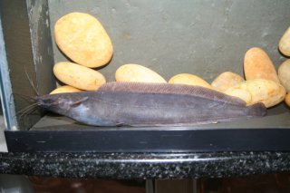 Clarias alluaudi