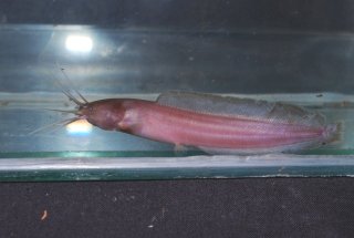 Clarias buthupogon