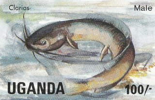 Clarias gariepinus