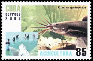 Clarias gariepinus