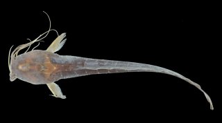 Clarias rennyae