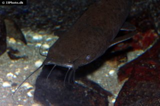 Clarias theodorae