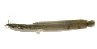 Common member of the genus Platyclarias