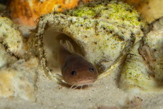 Lophiobagrus sp. (1)
