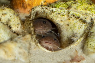 Lophiobagrus sp. (1)