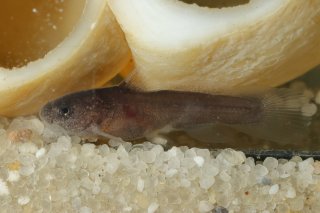 Lophiobagrus sp. (1)