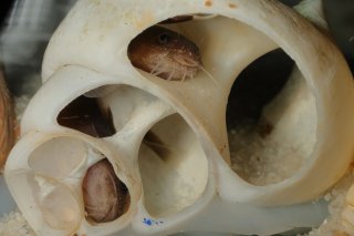 Lophiobagrus sp. (1)
