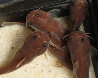 Lophiobagrus sp. (1)