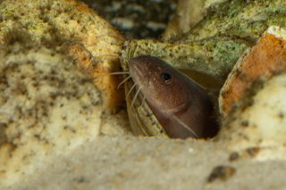 Lophiobagrus sp. (1)