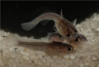 Lophiobagrus sp. (1)