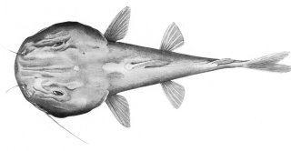 Common member of the genus Pardiglanis