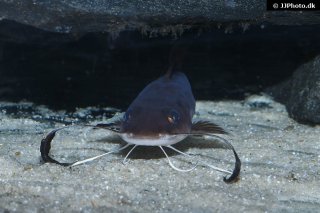 Phyllonemus typus