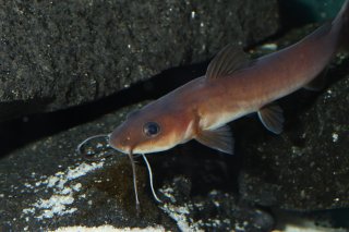 Phyllonemus typus