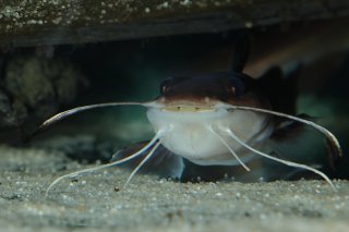 Phyllonemus typus