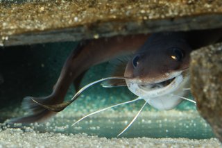 Phyllonemus typus