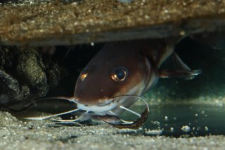 Phyllonemus typus