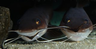 Phyllonemus typus