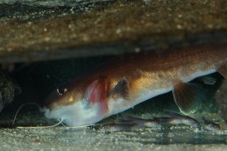 Phyllonemus typus