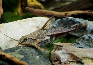 Amblydoras nauticus