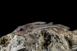 Hemidoras boulengeri