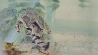 Hypodoras forficulatus