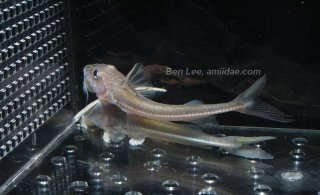 Leptodoras cf. cataniai`rio nanay`