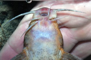 Rhinodoras gallagheri